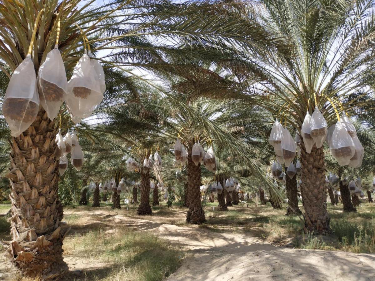 Grand Sud, La Maison De Sable Douz Εξωτερικό φωτογραφία